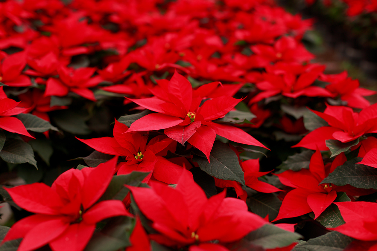 St Marys County MD Christmas Poinsettias