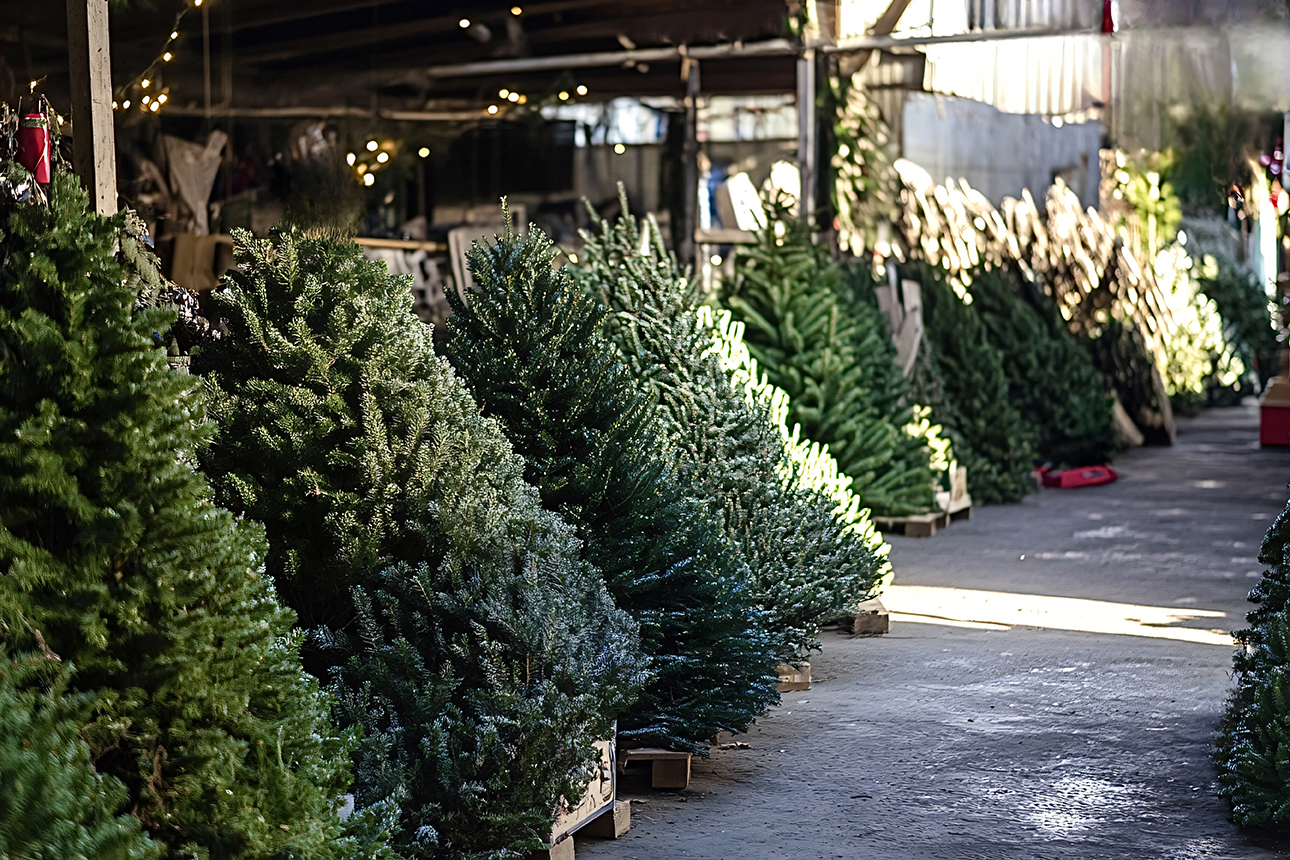 St Marys County MD Christmas Trees